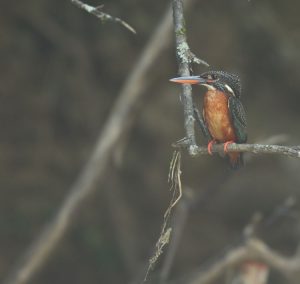 Chinese Crested Tern, 中华凤头燕鸥, Thalasseus bernsteini-gallery-