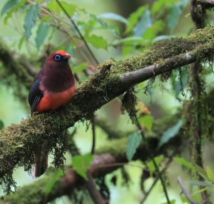 Ward’s Trogon, 红腹咬鹃, Harpactes wardi-gallery-