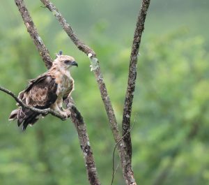 Jerdon’s Baza, 褐冠鹃隼, Aviceda jerdoni-gallery-