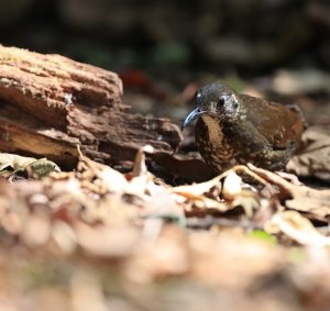 Dark-sided Thrush, 长嘴地鸫, Zoothera marginata-gallery-