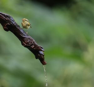 Davison’s Leaf Warbler, 云南白斑尾柳莺, Phylloscopus intensior-gallery-