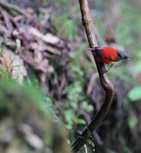 Mrs Gould’s Sunbird, 蓝喉太阳鸟, Aethopyga gouldiae-gallery-