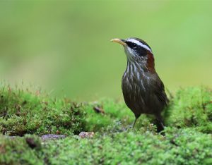 Streak-breasted Scimitar Babbler, 棕颈钩嘴鹛, Pomatorhinus ruficollis-gallery-