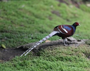 Mrs Hume’s Pheasant, 黑颈长尾雉, Syrmaticus humiae-gallery-