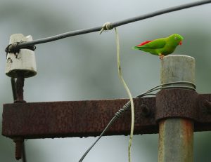 Vernal Hanging Parrot, 短尾鹦鹉, Loriculus vernalis-gallery-
