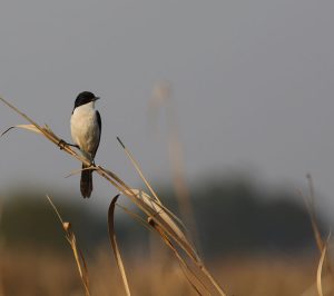 Jerdon’s Bush Chat, 黑白林䳭, Saxicola jerdoni-gallery-