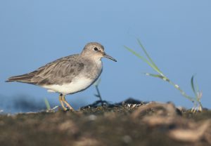 Temminck’s Stint, 青脚滨鹬, Calidris temminckii-gallery-