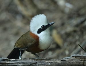 White-crested Laughingthrush, 白冠噪鹛, Garrulax leucolophus-gallery-