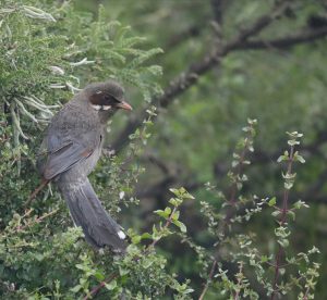 Brown-cheeked Laughingthrush, 灰腹噪鹛, Trochalopteron henrici-gallery-