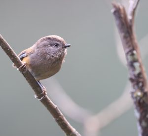 Manipur Fulvetta, 褐头雀鹛, Fulvetta manipurensis-gallery-
