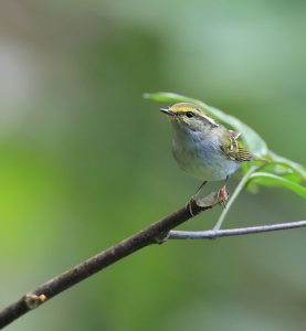 Blyth’s Leaf Warbler, 西南冠纹柳莺, Phylloscopus reguloides-gallery-