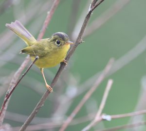 Whistler’s Warbler, 韦氏鹟莺, Phylloscopus whistleri-gallery-