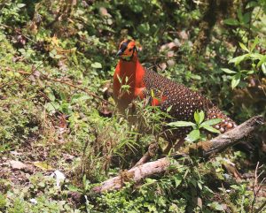 Blyth’s Tragopan, 灰腹角雉, Tragopan blythii-gallery-