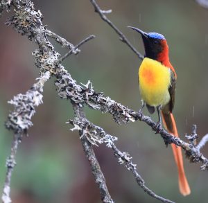 Fire-tailed Sunbird, 火尾太阳鸟, Aethopyga ignicauda-gallery-