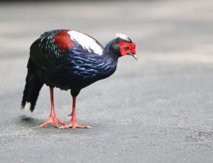 Swinhoe's Pheasant, 蓝鹇, Lophura swinhoii-gallery-