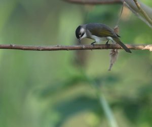 Styan's Bulbul, 台湾鹎, Pycnonotus taivanus-gallery-