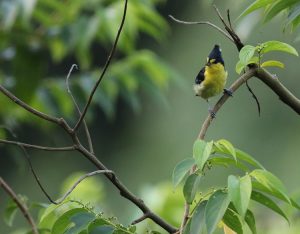 Yellow Tit, 黄山雀, Machlolophus holsti-gallery-