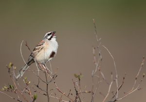 Jankowski's Bunting, 栗斑腹鹀, Emberiza jankowskii-gallery-