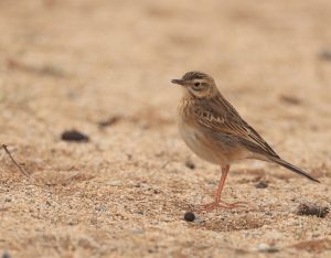Richard's Pipit, 理氏鹨, Anthus richardi-gallery-