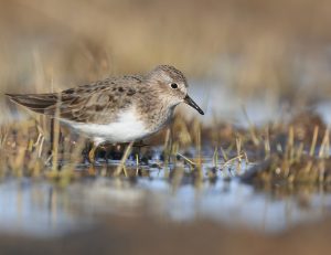Temminck's Stint, 青脚滨鹬, Calidris temminckii-gallery-