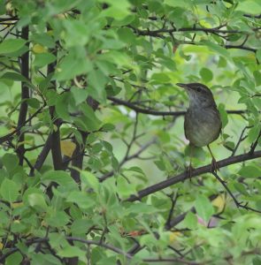 Gray's Grasshopper Warbler, 苍眉蝗莺, Helopsaltes fasciolatus-gallery-