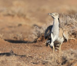 MacQueen's Bustard, 波斑鸨, Chlamydotis macqueenii-gallery-