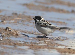 Pallas's Reed Bunting, 苇鹀, Emberiza pallasi-gallery-