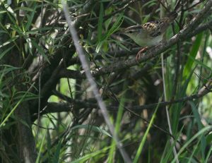 Pallas's Grasshopper Warbler, 小蝗莺, Helopsaltes certhiola-gallery-