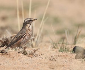 Naumann's Thrush, 红尾鸫, Turdus naumanni-gallery-