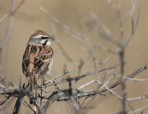 Jankowski's Bunting, 栗斑腹鹀, Emberiza jankowskii-gallery-