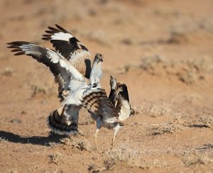 MacQueen's Bustard, 波斑鸨, Chlamydotis macqueenii-gallery-