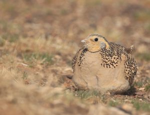 Pallas's Sandgrouse, 毛腿沙鸡, Syrrhaptes paradoxus-gallery-