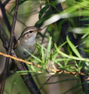 Radde's Warbler, 巨嘴柳莺, Phylloscopus schwarzi-gallery-