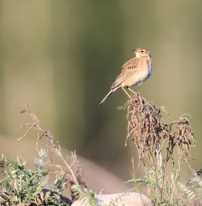 Richard's Pipit, 理氏鹨, Anthus richardi-gallery-