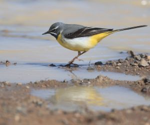 Grey Wagtail, 灰鹡鸰, Motacilla cinerea-gallery-