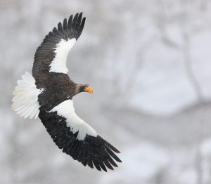 Steller's Sea Eagle, 虎头海雕, Haliaeetus pelagicus-gallery-