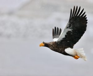 Steller's Sea Eagle, 虎头海雕, Haliaeetus pelagicus-gallery-