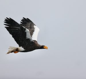 Steller's Sea Eagle, 虎头海雕, Haliaeetus pelagicus-gallery-