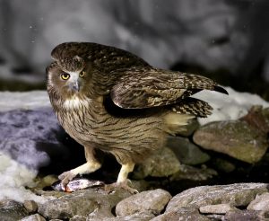Blakinston's Fish Owl, 毛腿渔鸮, Bubo blakistoni-gallery-