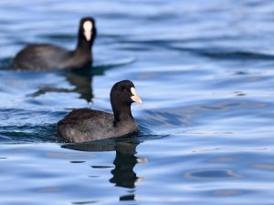Eurasian Coot, 骨顶鸡, Fulica atra-gallery-