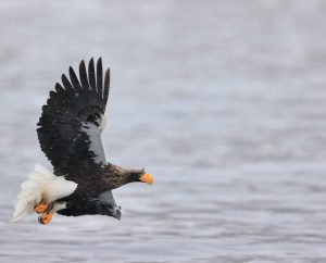 Steller's Sea Eagle, 虎头海雕, Haliaeetus pelagicus-gallery-