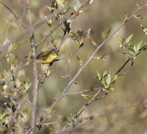 Bianchi's Warbler, 比氏鹟莺, Phylloscopus valentini-gallery-
