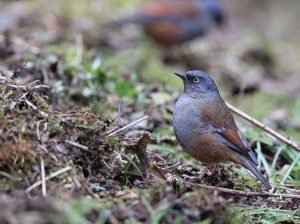 Maroon-backed Accentor, 栗背岩鹨, Prunella immaculata-gallery-