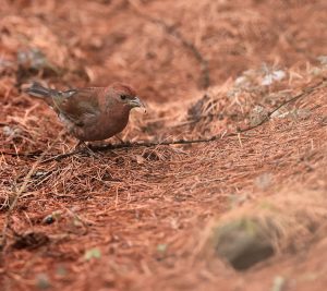 Blanford's Rosefinch, 赤朱雀, Agraphospiza rubescens-gallery-