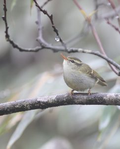 Claudia's Leaf Warbler, 冠纹柳莺, Phylloscopus claudiae-gallery-