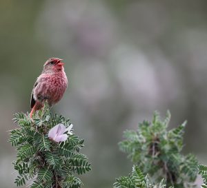 Przevalski's Finch, 朱鹀, Urocynchramus pylzowi-gallery-