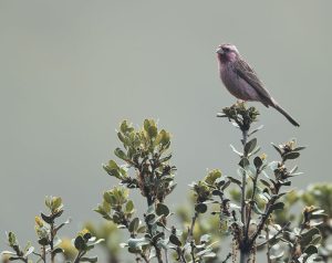 Sharpe's Rosefinch, 点翅朱雀, Carpodacus verreauxii-gallery-
