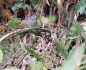 David's Fulvetta, 灰眶雀鹛, Alcippe davidi-gallery-