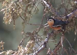 Przevalski's Nuthatch, 白脸䴓, Sitta przewalskii-gallery-