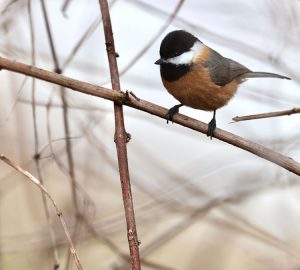 Pere David's Tit, 红腹山雀, Poecile davidi-gallery-